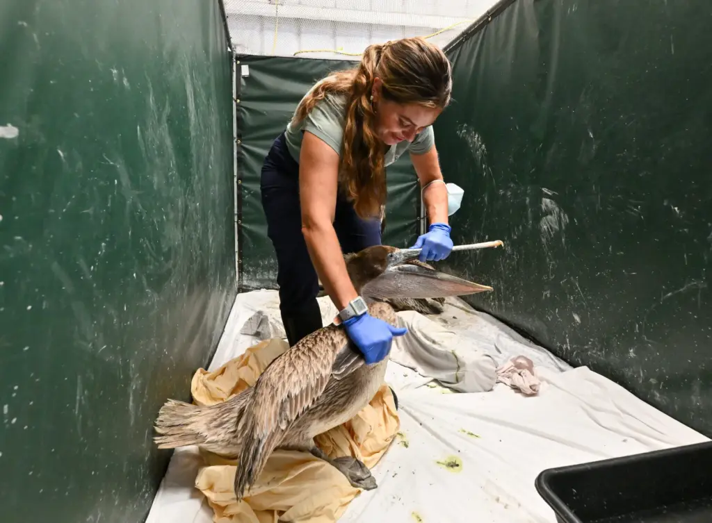 Medical Director, Dr. Lizzie Wood, takes care of a juvenile...