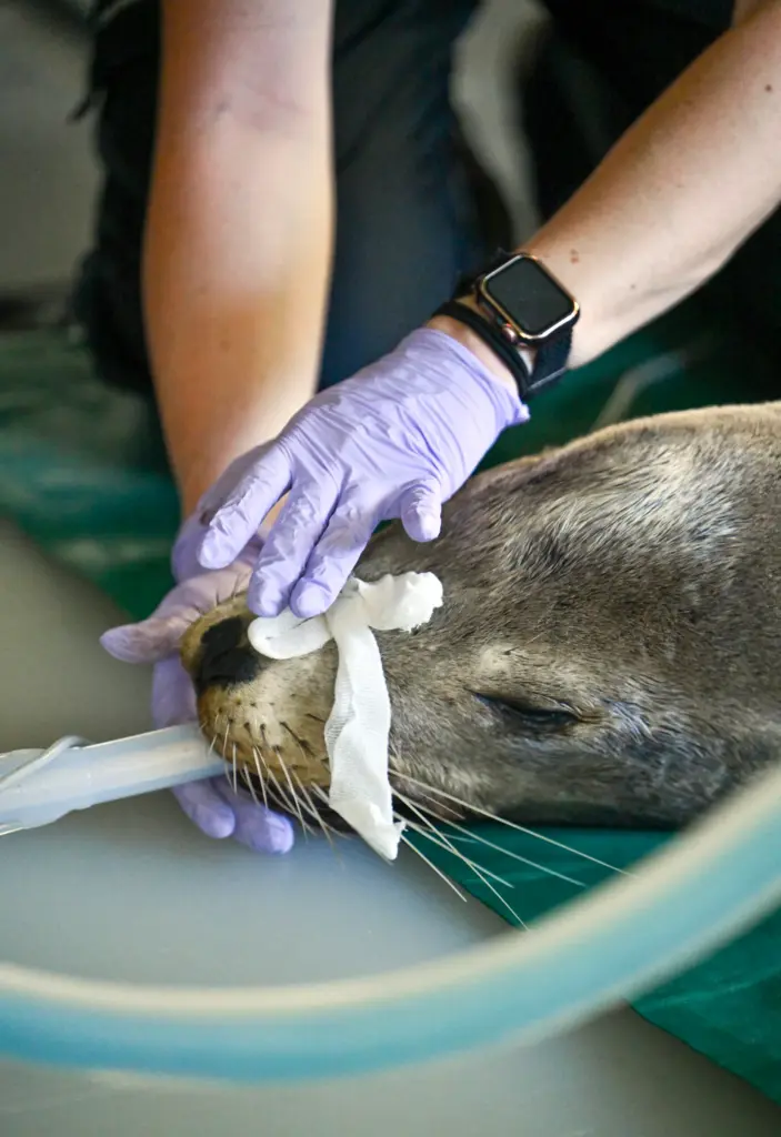 Staff at the Pacific Marine Mammal Center examine Panama, a...