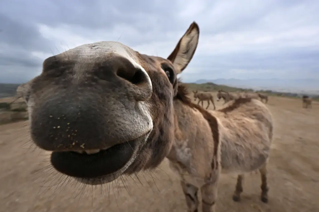 One of the burros at the DonkeyLand animal rescue site...
