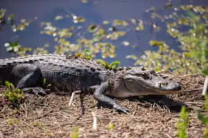1 dead, 1 injured following separate alligator attacks in Florida, officials say