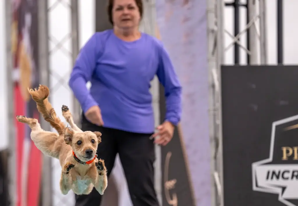 Susi Evans of Wheat Ridge, Colorado watches while her dog,...