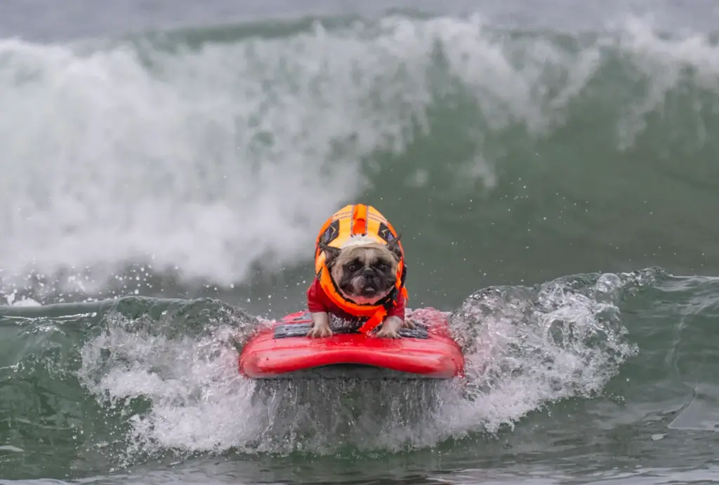 Rocket, a 3-year-old French bulldog, catches a wave while competing...