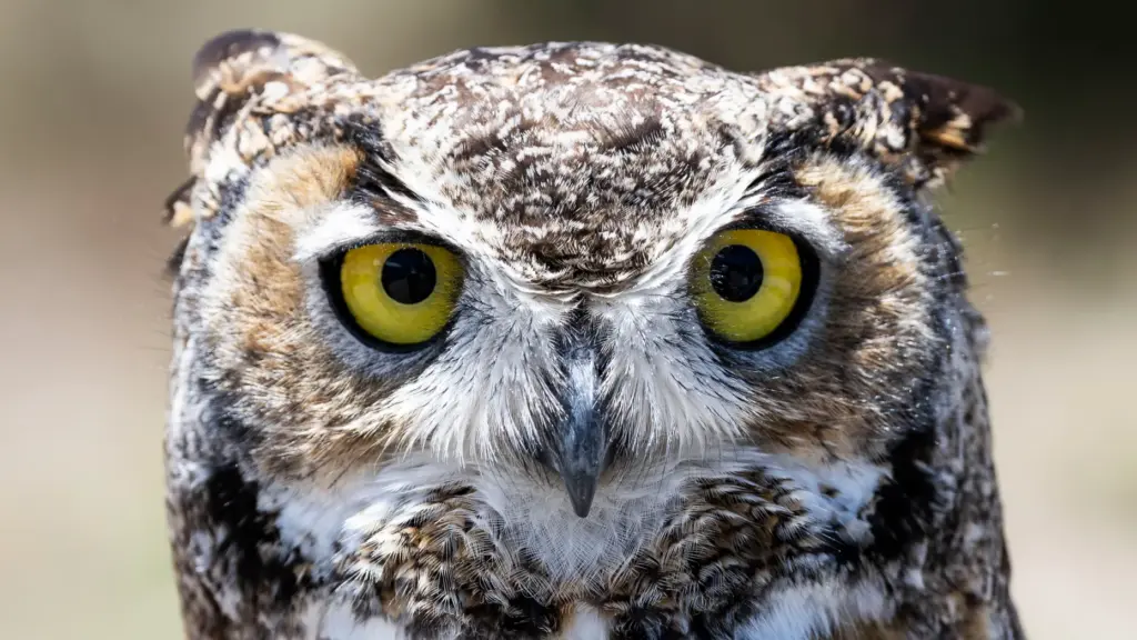 A Great Horned owl is one of the education ambassadors...