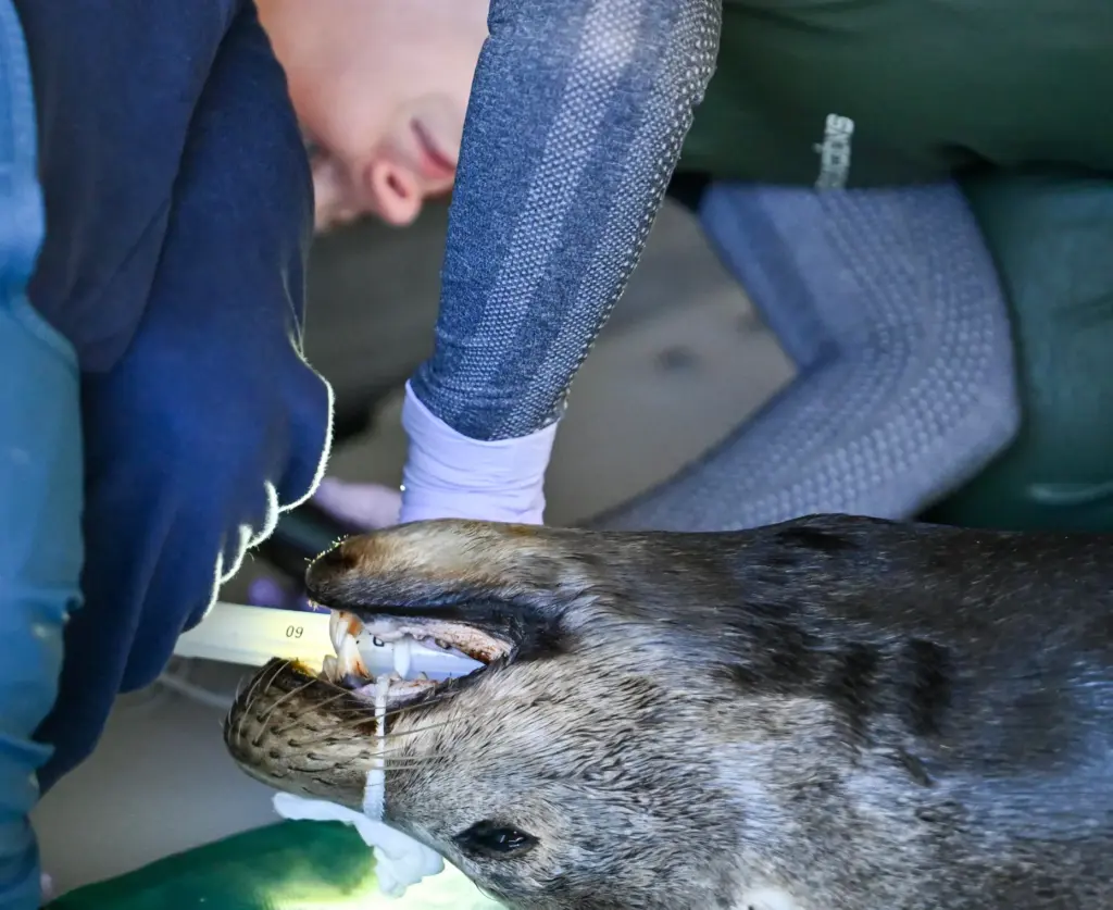 Veterinary intern, Dr. Sydney Zotto, examines Panama, a sick adult...