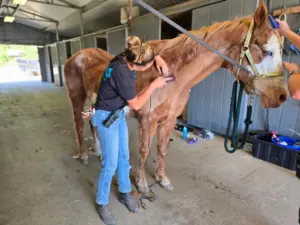 Rescue work continues at troubled Julian animal sanctuary, where 107 horses remain