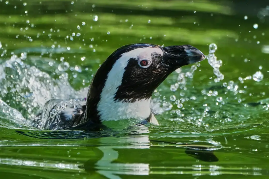 An African penguin cools off in a basin in Kronber...