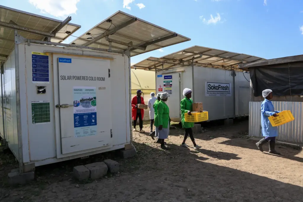Workers carry fresh herbs from Soko Fresh solar-powered cold rooms...