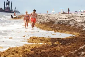 Seaweed invasion in Florida is more than annoying. It carries health risks too.