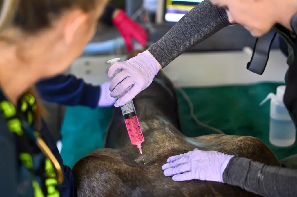 Veterinary intern, Dr. Sydney Zotto, euthanizes Panama, a sick adult...
