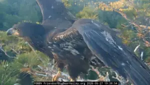 Big Bear eaglet ‘Sandy’ falls from tree; live webcam is searching for the bird