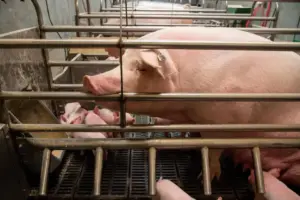 Animal welfare rules might be rolled back by Congress
