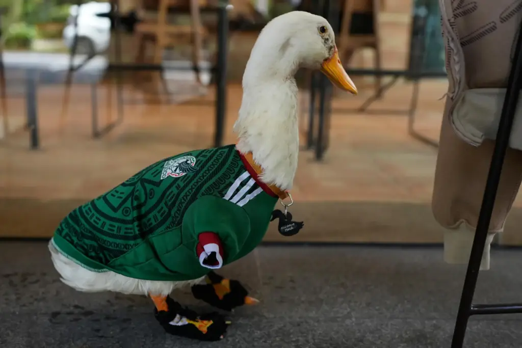 A duck named Merlin, dressed in a Mexico national soccer...