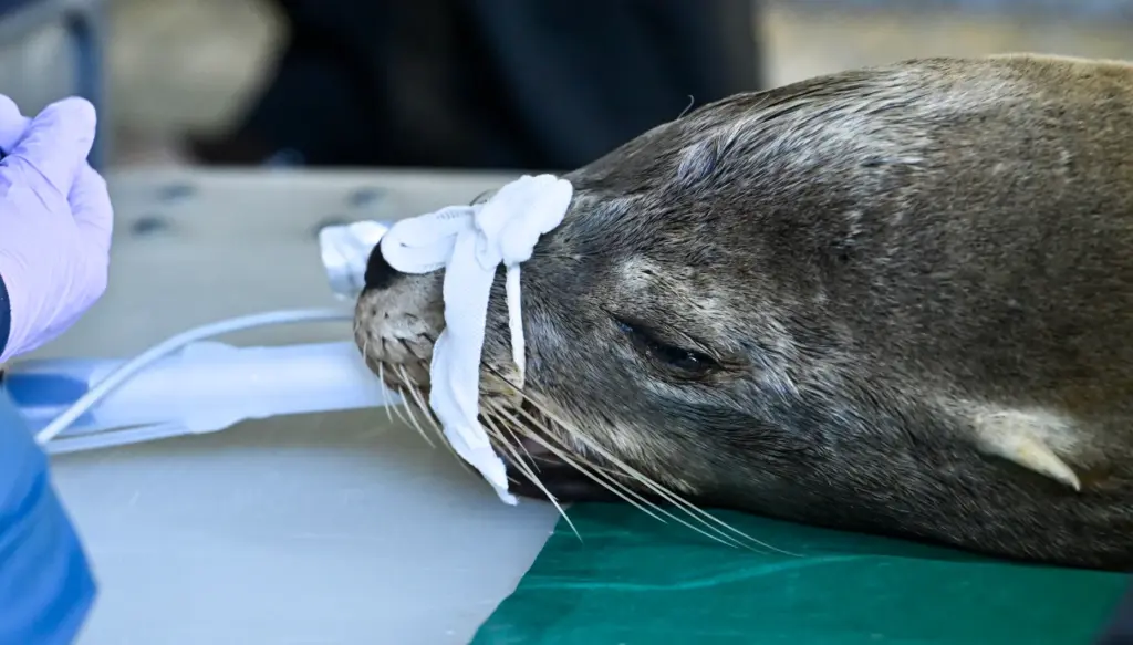 Veterinarians takes examine Panama, a sick adult sea lion, at...