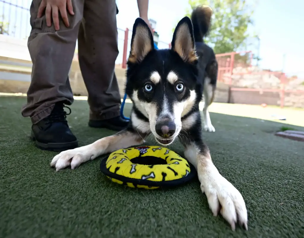 Lucas, a playful 5-year old male Siberian Husky mix, who...