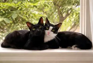 Kittens Bing Bing and Ming Ming are playful, joyous siblings