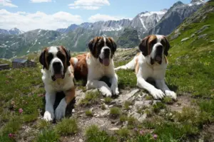 St. Bernard dogs still roam the Swiss Alps as part of this ‘living museum’ and its breeding program