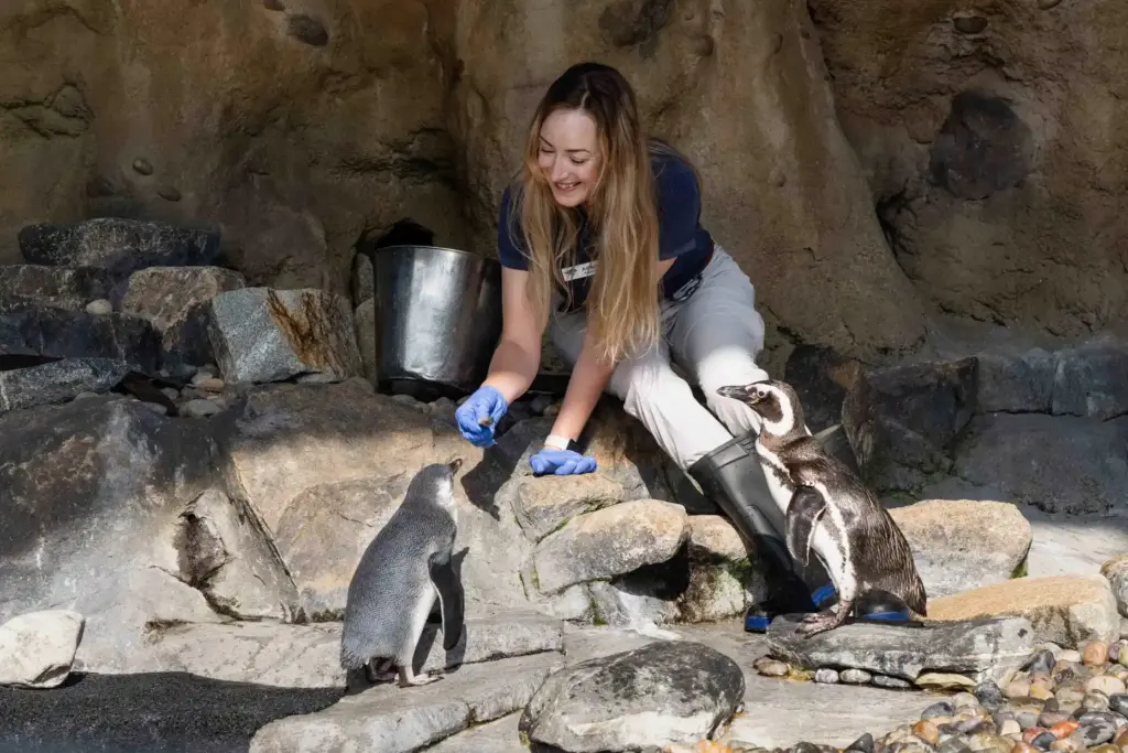 Senior Aviculturist Ashley Loper feeds Ari, a three-month-old Magellanic penguin...
