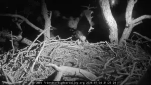 Big Bear eagle family safe after July 4th fireworks show