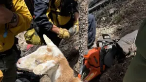 This goat escorted Colorado firefighters to a wildfire: ‘She understood the assignment’