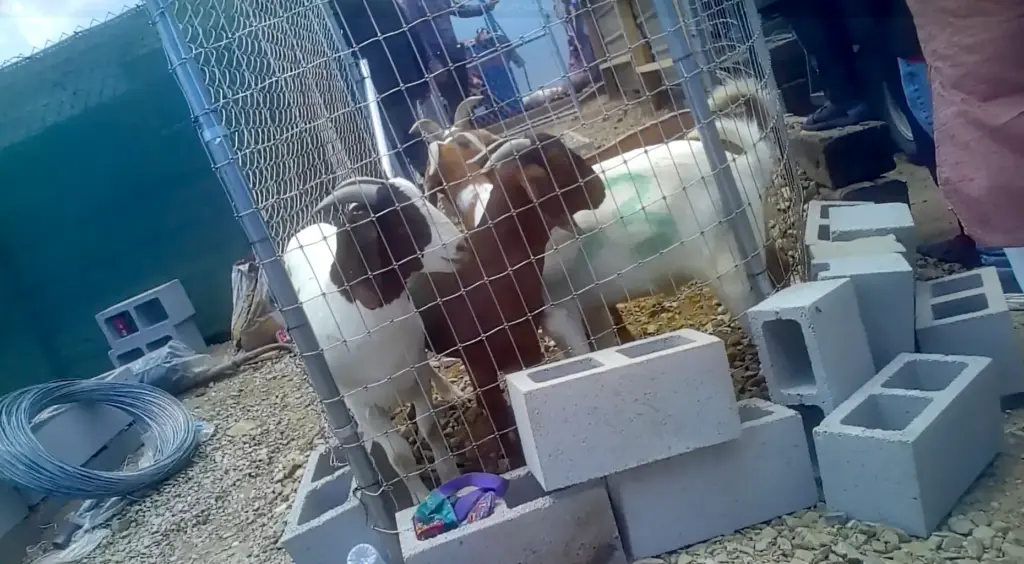 Goats being prepared for slaughter at Shahnawaz Ranch in Perris...
