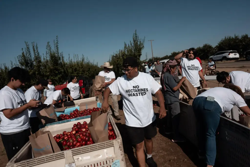 Family members and volunteers wearing “No Nectarines Wasted” T-shirts bag...