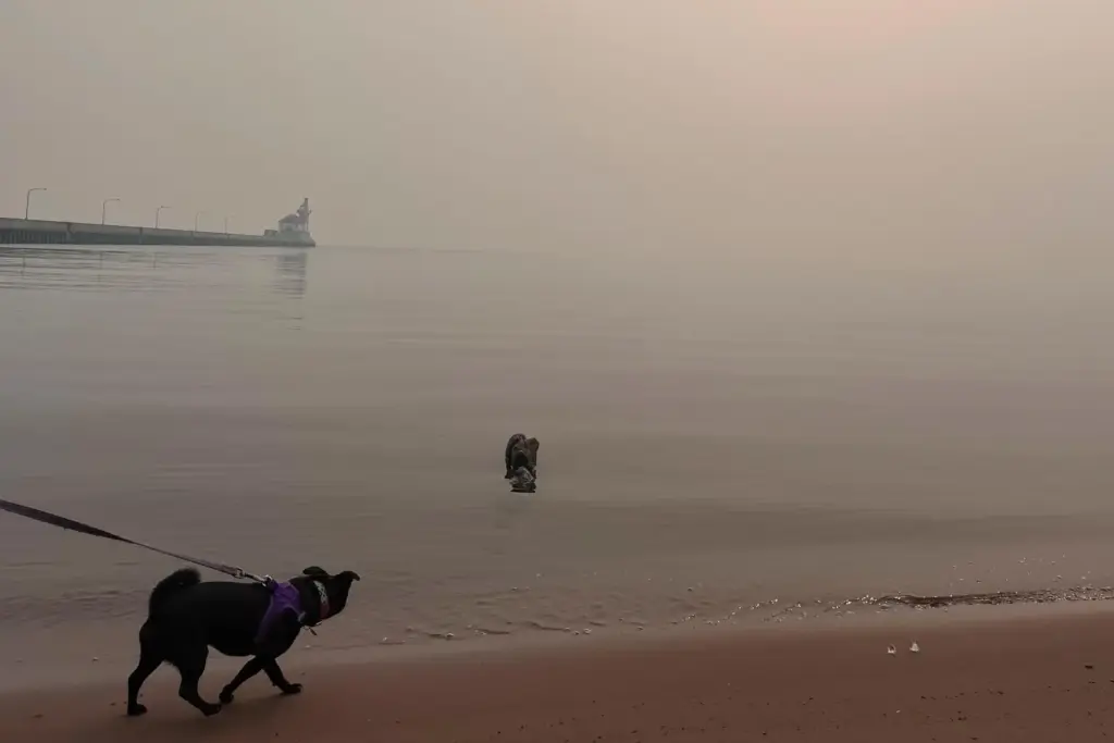 A dog walks along the shores of Lake Superior amid...