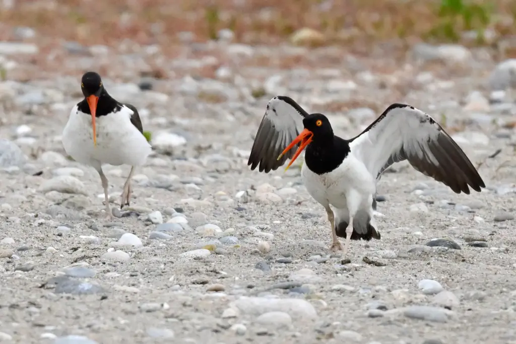 Adult oystercatchers react after their offspring was taken by shorebird monitors.