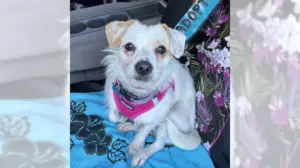 Jack Russell girl Sky will have your life looking up
