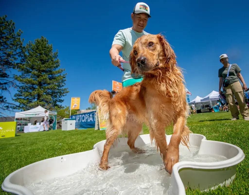 Sinag, a Golden Retriever, cools off in a pool with...