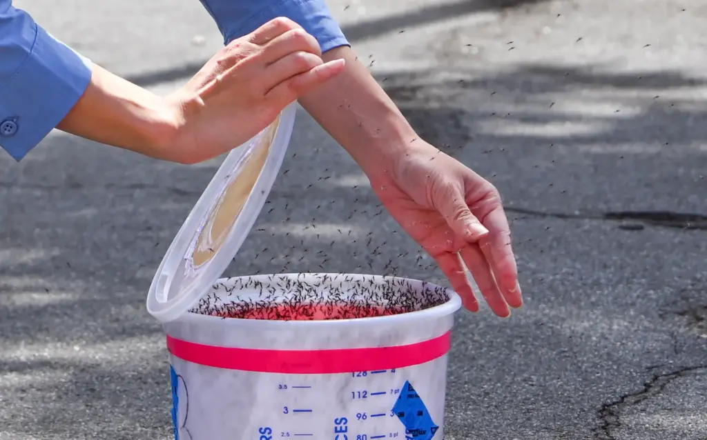 Lab assistant Adriene Ung releases 3,000 sterilized male mosquitoes in...