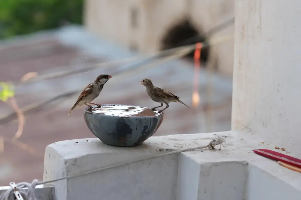 Birds cool off during a heat wave in Banda, northern...