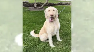 Labradoodle Mango would make a great family dog