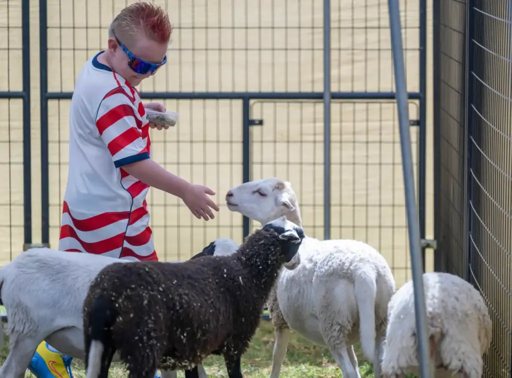 Jayden Selecky, 9, of Mission Viejo feeds a group of...