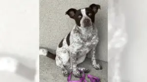 Cattle dog mix Espresso is up for having fun