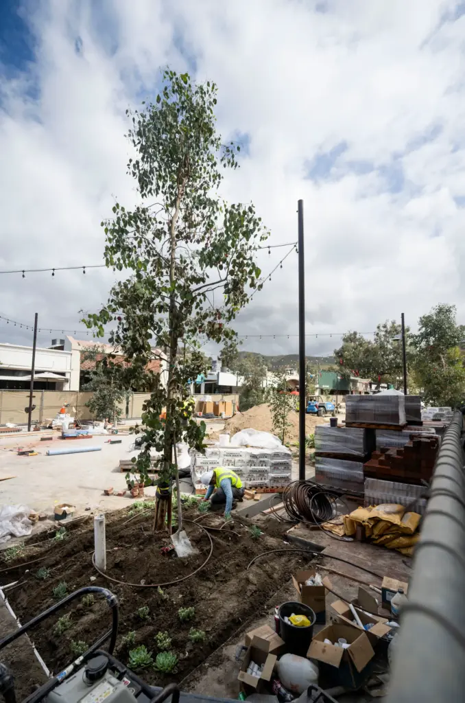 Work continues on the promenade along Forest Ave. in Laguna...