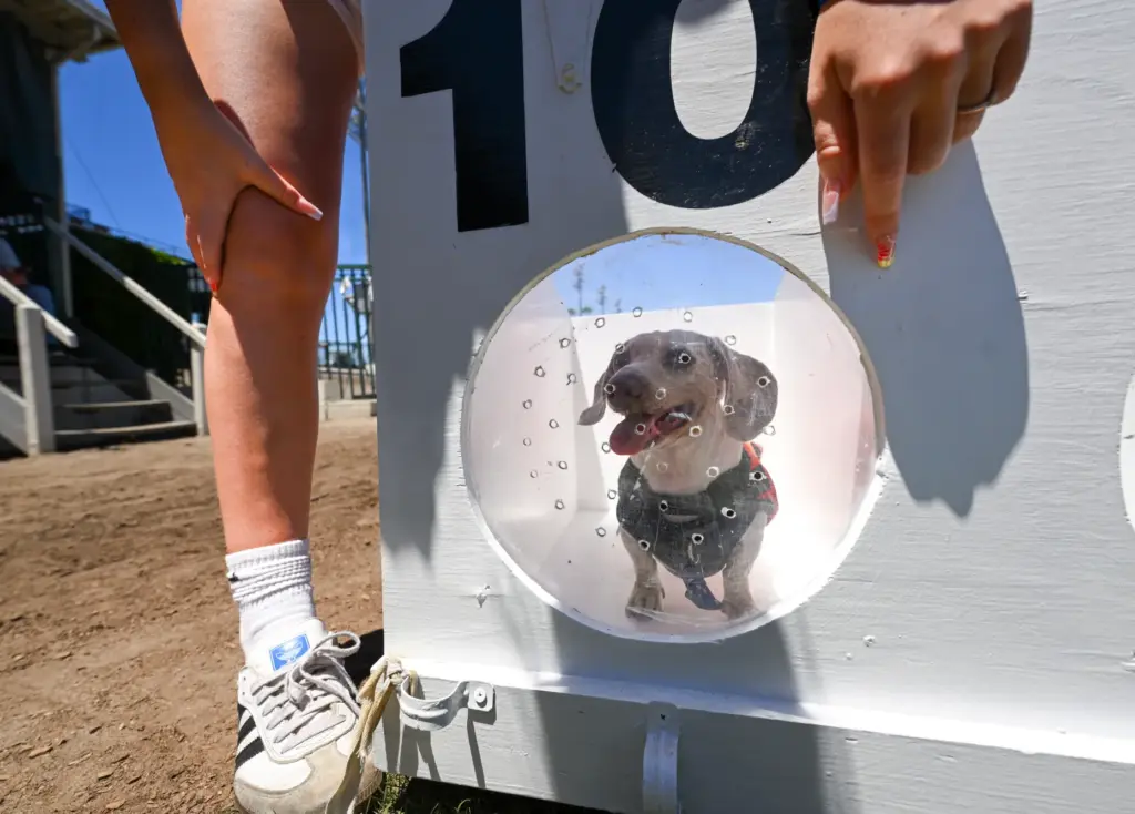 Bree Young, from Norco, gets her dog Willy used to...