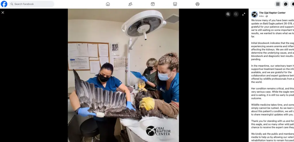 A screengrab shows members of the Ojai Raptor Center’s medical...