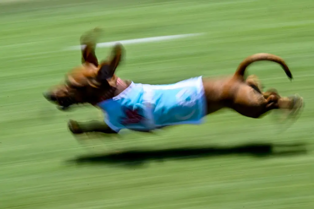 A Dachshund runs across the across during practice for the...
