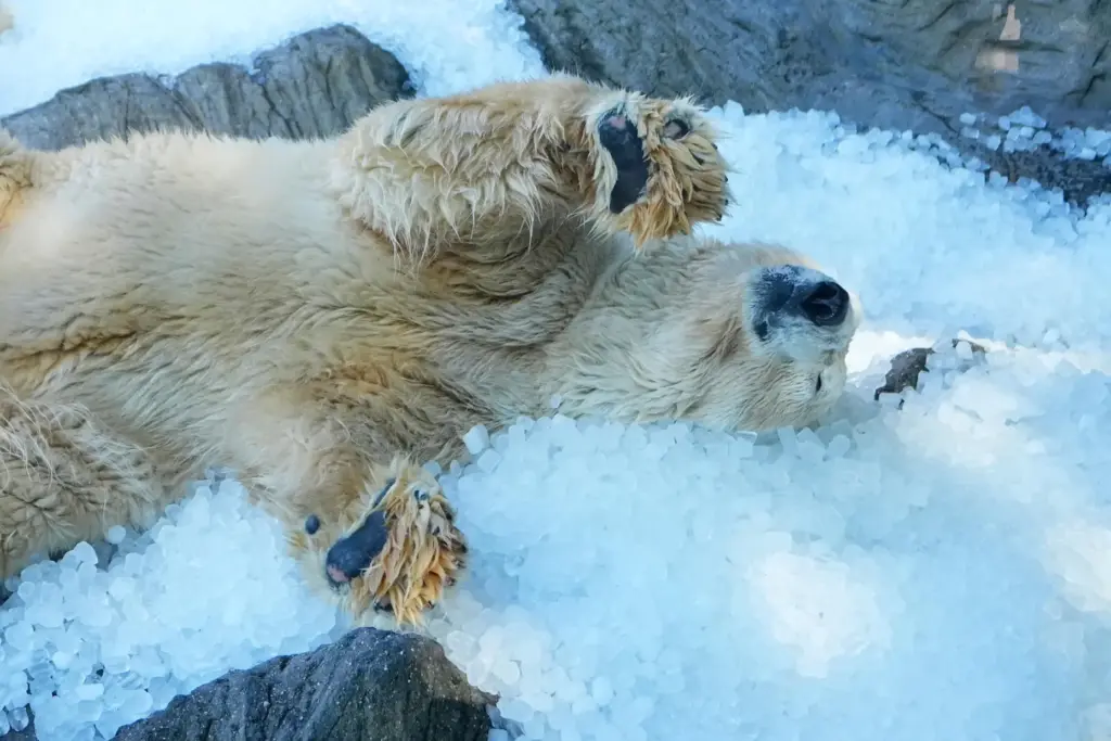 Polar bear cools down on a pile of ice that...