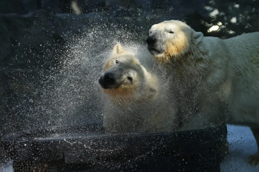 Polar bears cool down as an ice bath and a...