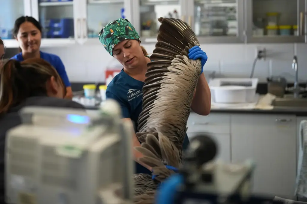Veterinarian Dr. Jennifer Russell holds the wing of a pelican...
