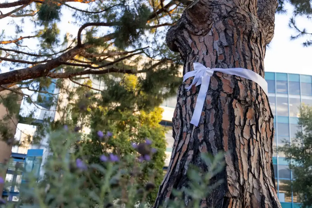 A bow is tied to a tree in honor of...