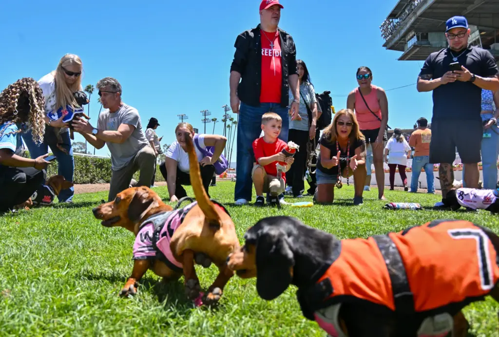 Dachshund owners encourage try to dogs to run during practice...
