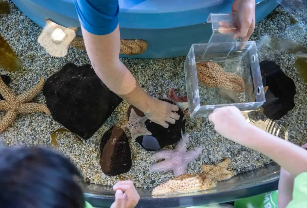 Ocean Institute summer camp teacher Hanna Lock lets campers touch...