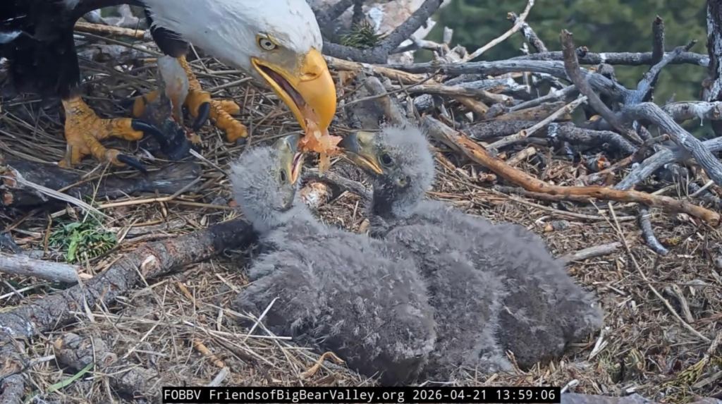 A screen grab from a webcam shows the two newly...