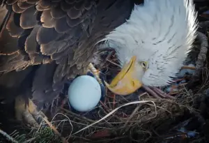 Fans local and abroad send love and support for Big Bear eagle Jackie while she receives medical care