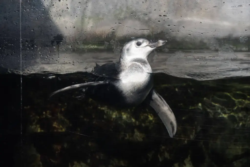 Aquarium of the Pacific introduces Ari, a three-month-old Magellanic penguin...