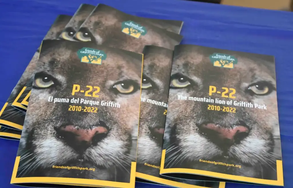 Information pamphlets on P-22 at the National Wildlife Federation’s SaveLACougars...