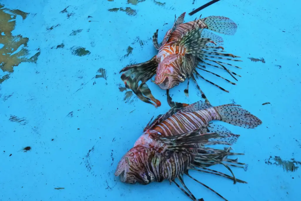 Lionfish lie on a fishing boat off the coast of...