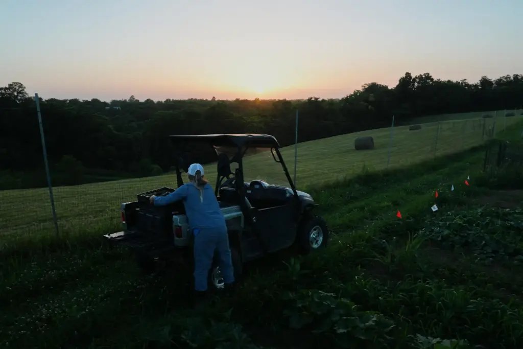 Annie Woods loads a crate of harvested produce into her farm vehicle.